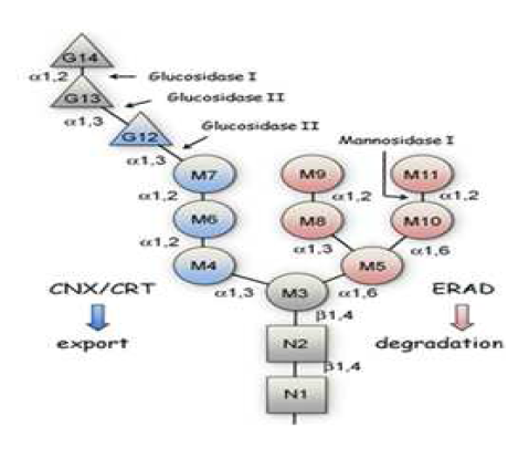 The Structure of Lipid-Linked Oligosaccharide Unit Glc3Man9GlcNAc2