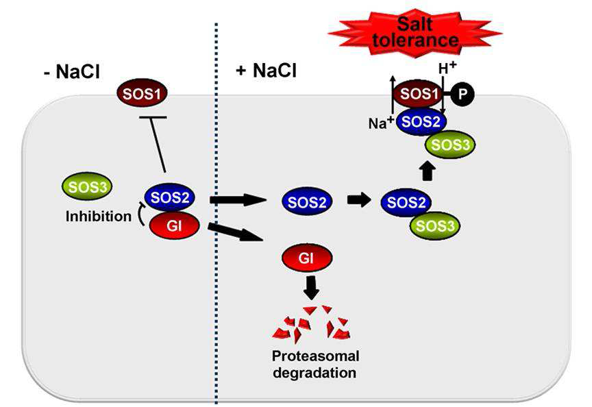 생체시계 핵심 인자 GI의 SOS2 단백질 활성화 억제를 통한 염스트레스 반응 조절