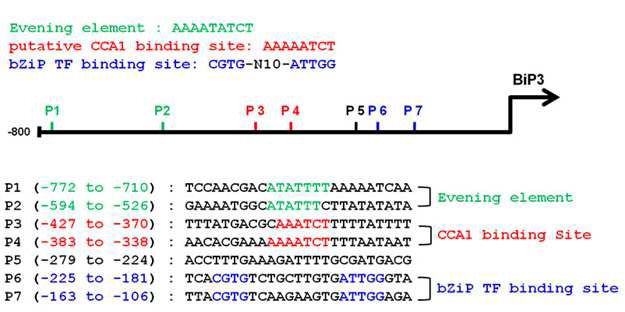 CCA1 단백질의 BiP3 promoter 결합 여부 가능성 확인