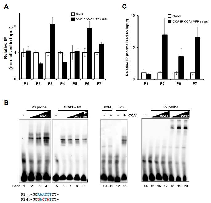 CCA1 단백질의 BiP3 promoter 결합 여부 확인