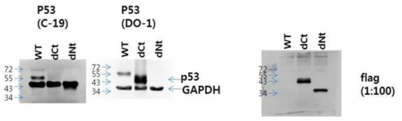 C-terminal deleted mutant p53과 N-terminal deleted mutant p53 의 확인