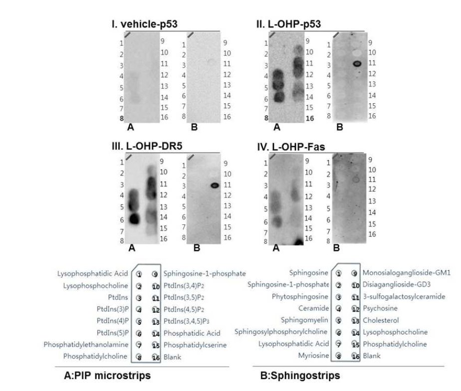 PIP microstrips와 sphingostrips를 이용한 p53과 lipid rafts 구성 지질과의 interraction 조사