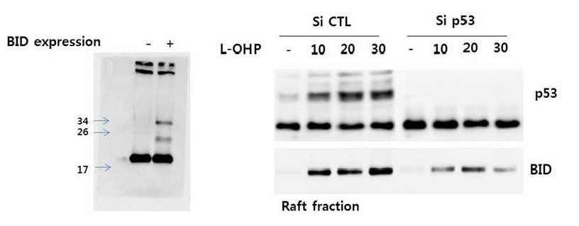 BID overexpressed cell에서 p53의 interference로 p53의 lipid rafts 이동이 저하된 경우 BID lipid rafts이동도 저하됨을 확인