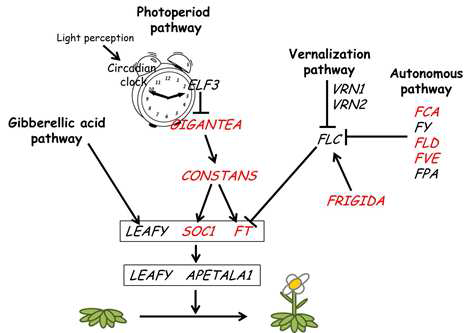 애기장대의 개화시기를 조절하는 매커니즘