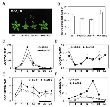 HOS15는 GI-mediated photoperiodic flowering pathway에 역할을 한다.