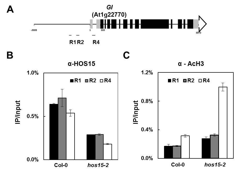 HOS15는 GI의 프로모터에 binding하며, 그 프로모터 지역의 Histone3의 deacetylation에 관여한다