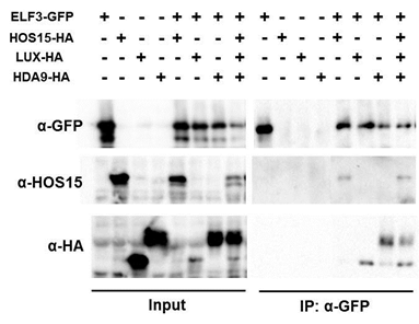 HOS15, ELF3, 그리고 HDA9 는 한 complex를 이룬다.