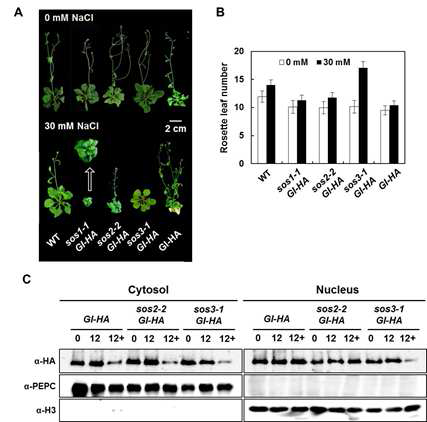 GI-HA overexpression, GI 과잉 발현식물은 sos3-1 의 salt-induced delay in flowering을 rescue 할 수 없다