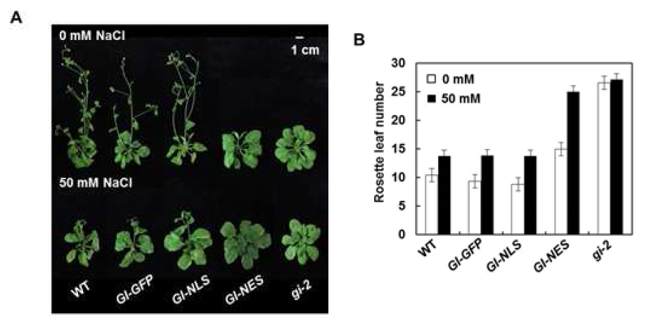 GI-NES transgenic plants 가 염스트레스시에 gi-2 mutant와 같이 개화시기가 늦어짐