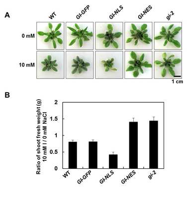 GI-NES transgenic plants 가 염스트레스에 gi-2 mutant와 같이 저항성을 보임.