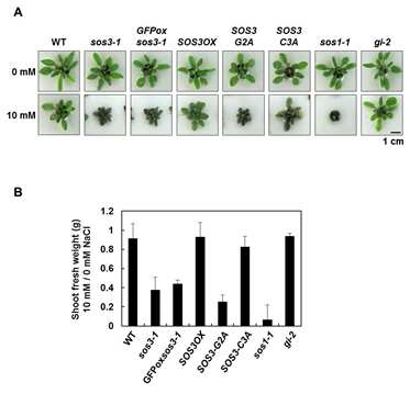SOS3-C3A은 sos3-1의 염에 대한 감수성을 복원시킬 수 있었으나, SOS3-G2A는 sos3-1과 같이 NaCl에 과민 반응을 보였다