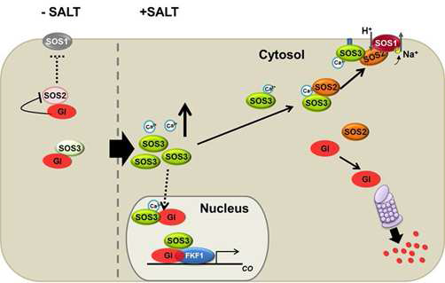 Nucleus SOS3와 Cytosolic SOS3는 염 스트레스시에 다른 기능을 한다.