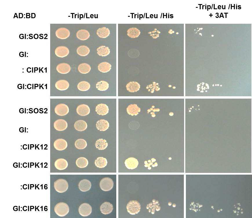 CIPK1, CIPK12, CIPK16와 GI 단백질간의 결합.