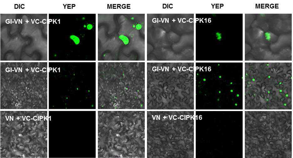 CIPK1, CIPK16과 GI의 BiFC를 이용한 결합