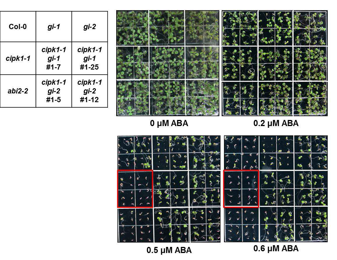 cipk1-1는 ABA에 발아 과정에서 민감하다.