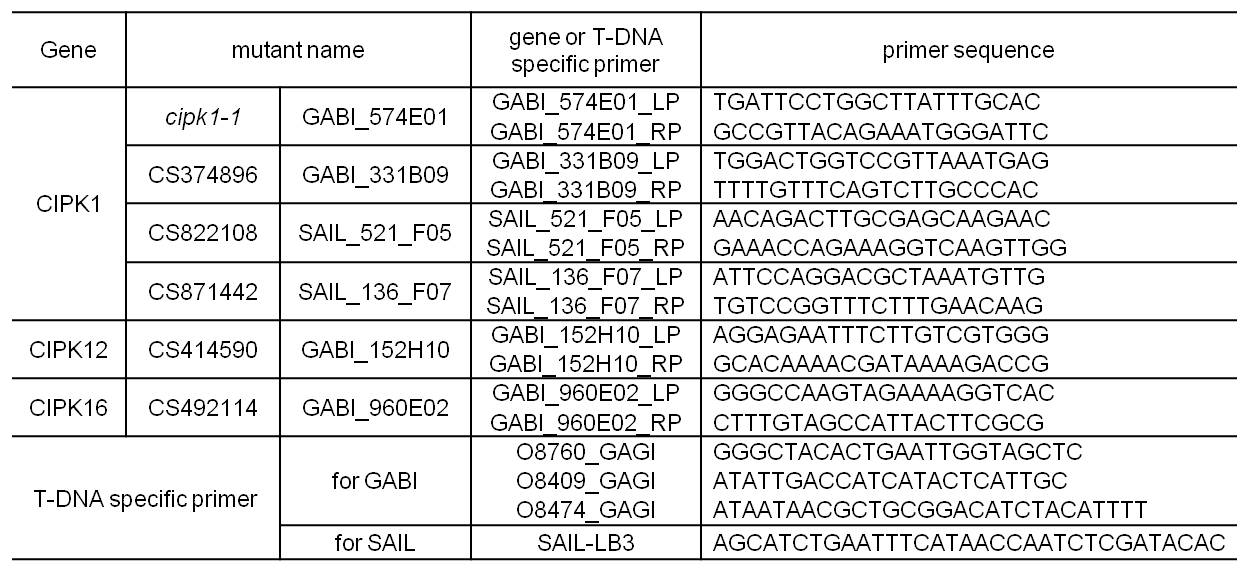 cipk1, cipk12, cipk16 돌연변이와 선별을 위한 유전자와 T-DNA specific primer