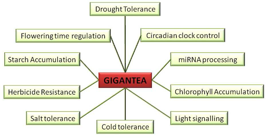 GIGANTEA (GI)의 다양한 기능 GI는 생체시계유지와 개화시기 조절뿐 만 아니라 miRNA processing, 엽록소 축적, 빛 신호 전달, 전분 축적 과 여러 환경 스트레스 (가뭄, 염, 냉해)에 저항성에 역할 을 하고 있다.
