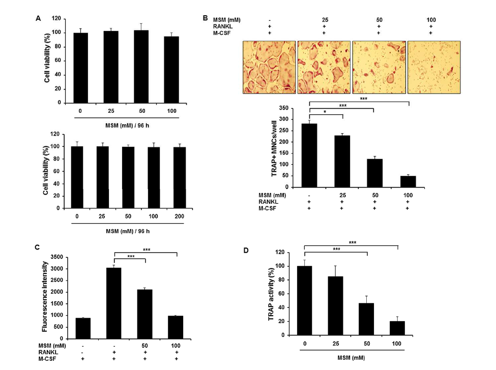 MSM suppresses RANKL-induced osteoclastogenesis in BMMs.