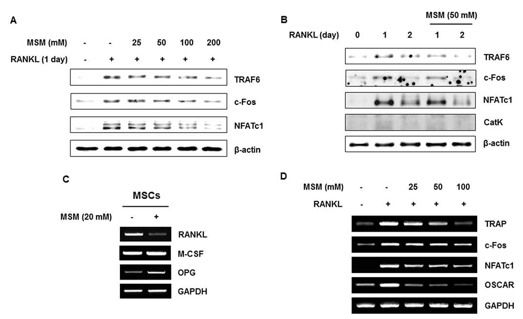 MSM suppresses RANKL-induced osteoclast marker gene and protein expression.