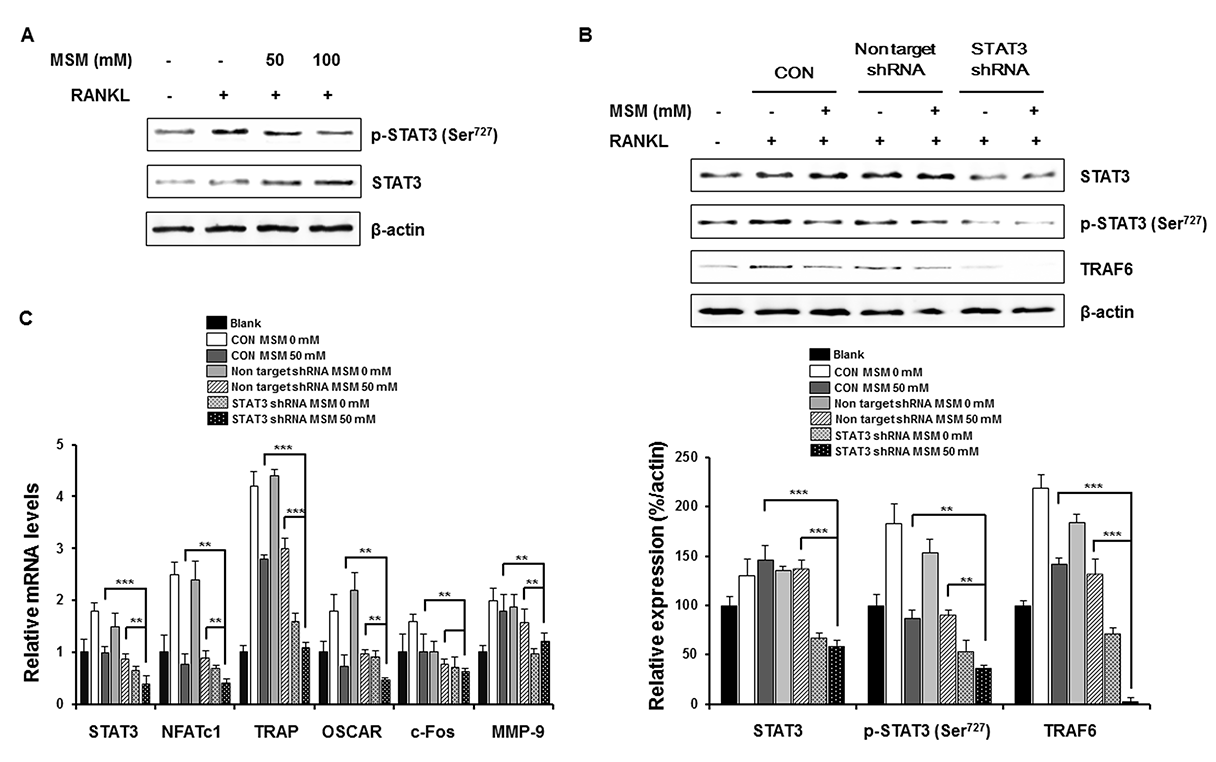 MSM attenuates RANKL-induced osteoclastic marker gene expression by blocking STAT3