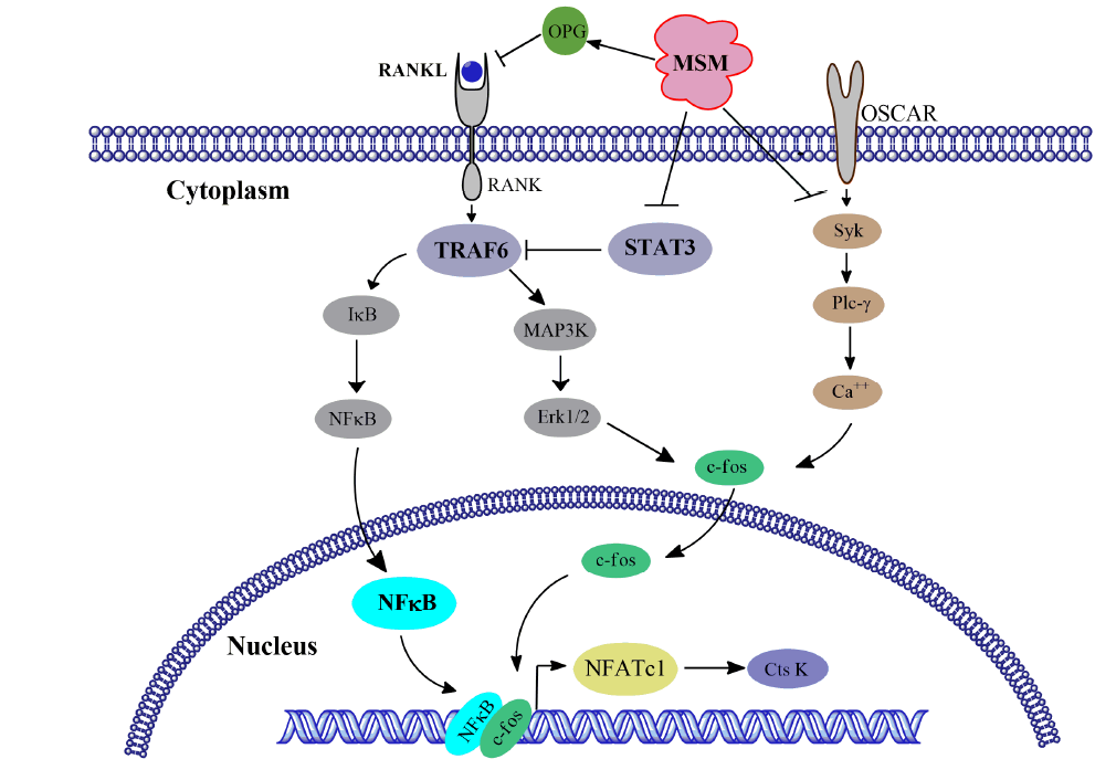MSM inhibits RANKL-induced osteoclastogenesis in BMMs by suppressing NF-κB and STAT3 activities.