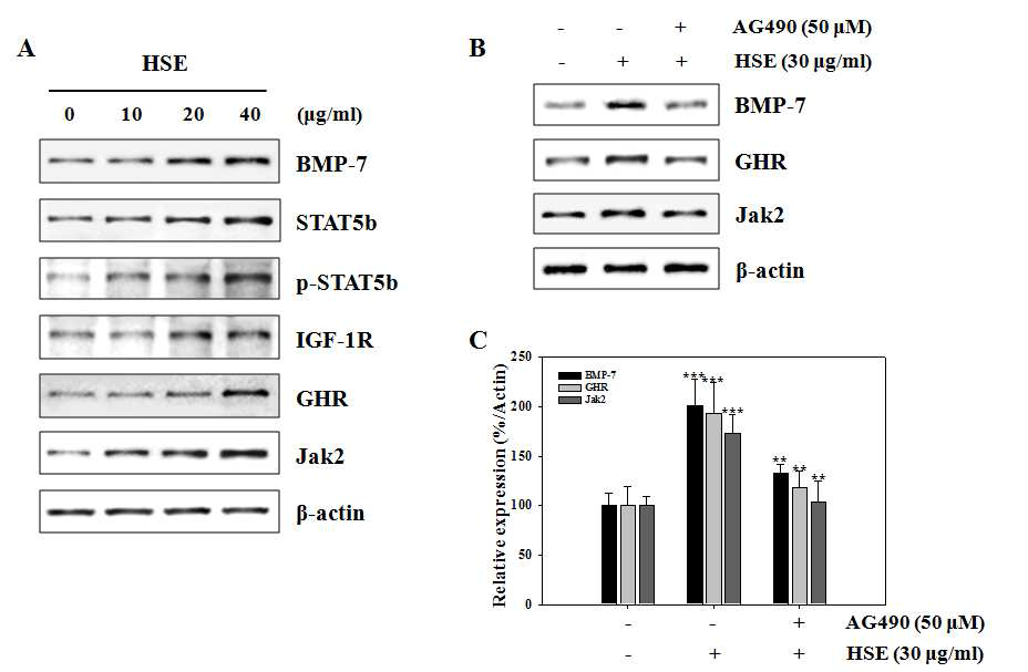 Effects of HSE on the expression of GH signaling-related proteins in MC3T3-E1 cells.