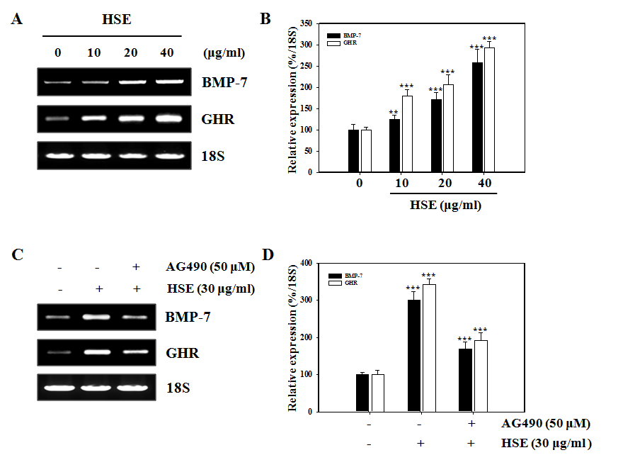 HSE activates the expression of GH signaling-related mRNA in MC3T3-E1 cells.