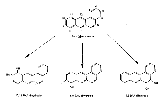 다환 방향족탄화수소 화합물 benzo[a]pyrene에 대한 Mycobacterium sp. strain RJGII-135 유래 추정 대사 경로