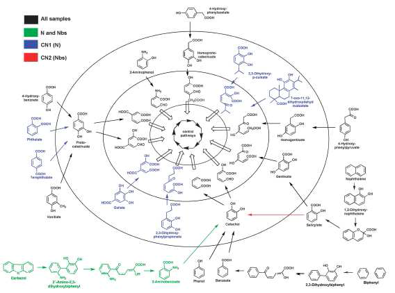Guazzaroni 등 (2013)11)에 의해 제시된 방향족 화합물에 대한 aerobic degradation networks
