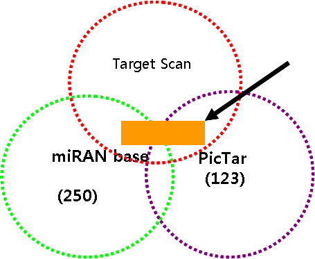 TargetScan, miRBase 및 PicTar 분석으 로 target miRNA 분석함