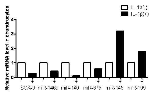 연골세포에서 IL-1beta에 의한 전사유전자(SOX-9) 및 target miRNA 발현