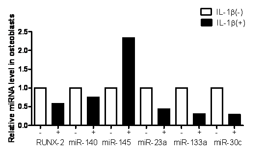 조골세포에 IL-1beta에 의한 전사유전자(RUNX-2) 및 target miRNA 발현