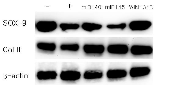 연골세포에서 SOX-9 transfection후 target miRNA 및 WIN-34B에 의한 SOX-9 및 type II collagen의 단백질발현 확인.