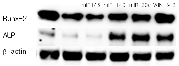 조골세포에서 Runx-2 transfection후 target miRNA 및 WIN-34B에 의한 Runx-2 및 ALP 단백질 발 현 확인.