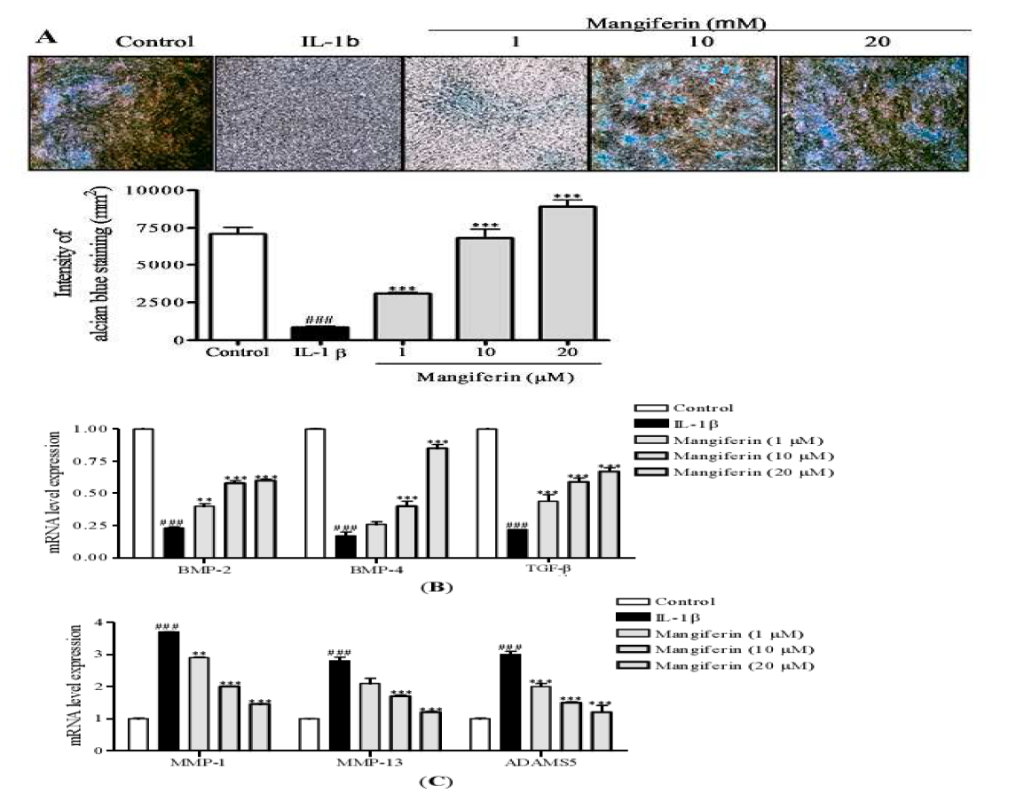 그림 2. IL-1에 의해 유도된 연골세포에서 mangiferin에 의한 연골형성관련 유전자 발현량 변화. Alcian blue 염색으로 mangiferin에의한 연골형성 회복 확인 (A), 관련 유전자 변화랼 측정 (B).