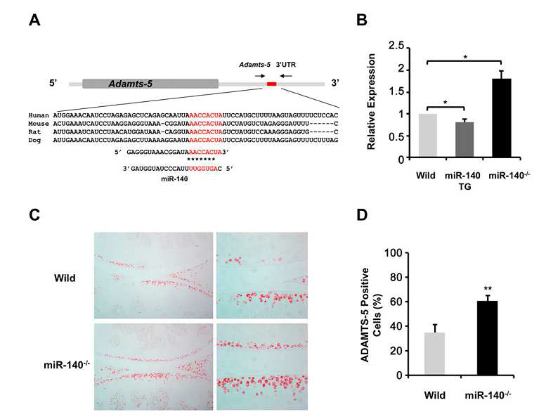 miRNA 140이 deletion된 transgenic mice 제조 (A, B) 및 퇴행성관절염 유발하는 관련유전자 ADAMTS5 측정 (C, D).