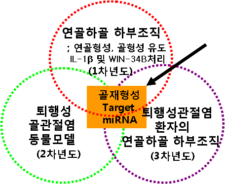 년차별 연구를 통해 연골형성 및 골재형성 target miRNA 140 확정. 또한 한방신약 (WIN-34B)의 연골형성 치료기전 확인함