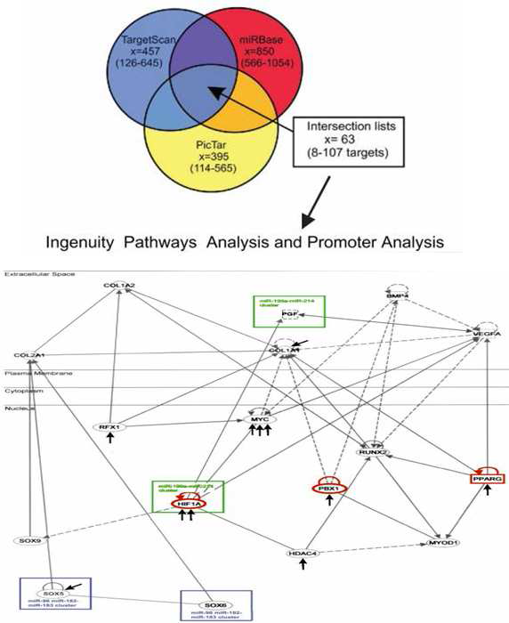 TargetScan, miRBase 및 PicTar 분석을 통해 얻 어진 공통의 target miRNA 분석에 대해 Ingenuity Pathway Analysis를 실시하여 target miRNA related pathway 제시