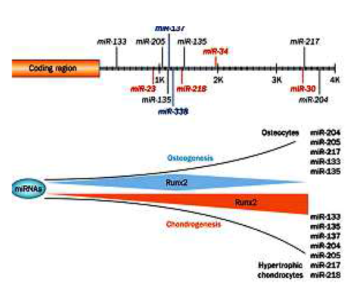 골형성과 연골형성이 Runx2 전사 유전자의 조절 받고 이들 각각의 관련 miRNA가 밝혀짐.
