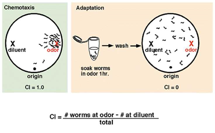 Chemotaxis assay. 선충의 odorant에 대한 반응을 chemotaxis index (CI)를 계산 함으로써 구할 수 있다.