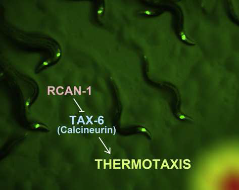 RCAN-1이 칼시뉴린을 조절하여 주열성에 관여