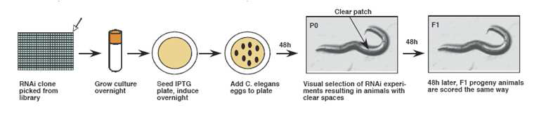 예쁜꼬마선충 (C.elegans)의 RNAi. ds RNA를 생성하는 대장균을 키워 agar plate에 접종한 후 C.elegans의 알을 넣어 키운 후 그 형질을 관찰한다.