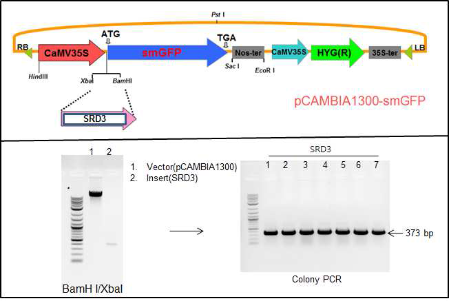 Idnetification of insertion of SRD3 into pCAMBIA1300-smGFP expression vector used in subcellular localization of SRD3.