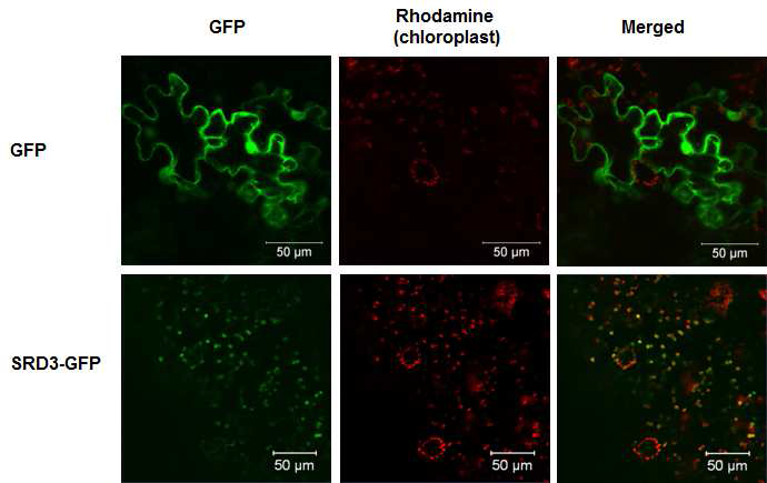 Localization of SRD3 transcripts in young storage root of sweetpotato.