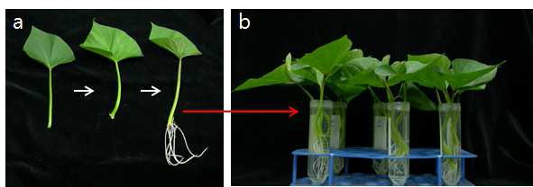 Method of phytohormone treatment.