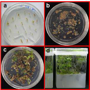 Transformation and regeneration of SRD3-transformed calli.