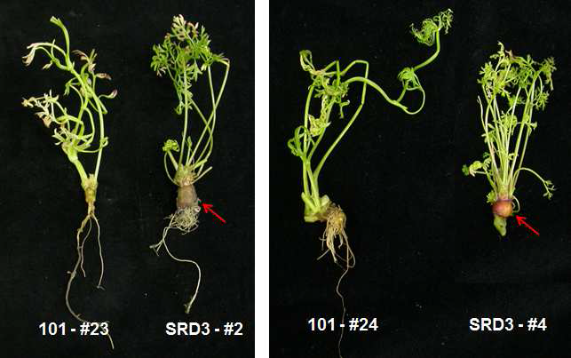 Taproot development in SRD3-transgenic carrot plants.