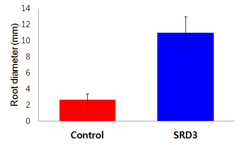 Thickening growth of taproots in SRD3-transgenic carrot plants.