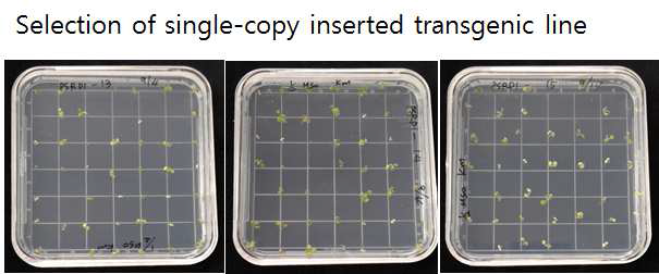 Selection of single-copy inserted SRD3-transgenic lines on MS-medium.