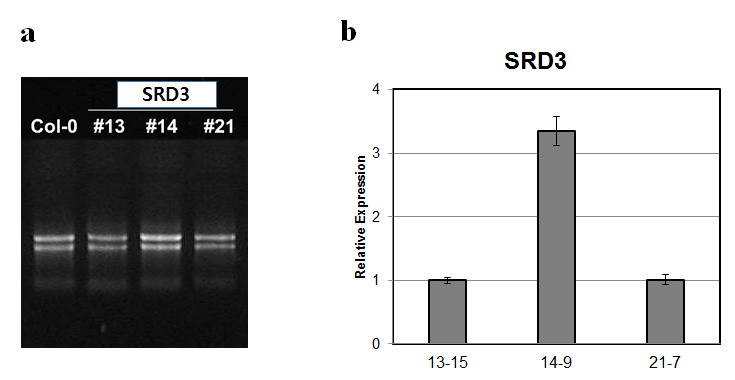 Transcript level of SRD3 in PSRD1-SRD3 transgenic Arabidopsis plants.